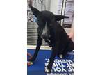 Adopt Precious a Black - with White Australian Cattle Dog dog in Dawson