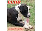 Adopt Echo a Black - with White Pit Bull Terrier / Mixed dog in Locust Grove