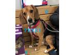 Adopt PERRY a Tricolor (Tan/Brown & Black & White) Beagle / Mixed dog in Ventnor