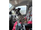 Eva American Pit Bull Terrier Young Female