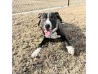 Adopt Adelor a Brown/Chocolate - with White Pit Bull Terrier / Mixed dog in