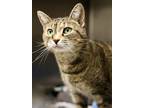 Adopt Phoebe a Brown Tabby Domestic Shorthair / Mixed Breed (Medium) / Mixed