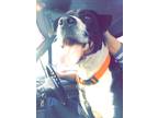Adopt Big Dog a Black - with White American Staffordshire Terrier / Great Dane /