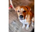 Adopt Max a Brown/Chocolate Boxer / Pit Bull Terrier dog in Oklahoma City