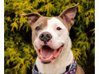 Adopt Kai a Brindle Mixed Breed (Small) / Mixed Breed (Medium) / Mixed (short