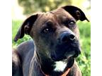 Adopt Echo a Brown/Chocolate - with Black Boxer / Weimaraner / Mixed dog in