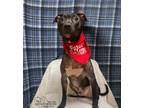 Adopt Matcha a Black American Pit Bull Terrier / Mixed Breed (Medium) / Mixed