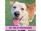 Adopt Fanny a Shar Pei / Australian Cattle Dog / Mixed dog in Walnut Creek