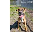 Adopt Copper a Boxer / American Pit Bull Terrier / Mixed dog in New Bern