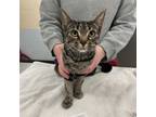 Adopt Azalea a Brown Tabby Domestic Shorthair / Mixed Breed (Medium) / Mixed