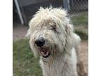 Adopt Valentino a Poodle (Standard) / Golden Retriever / Mixed dog in Ocala