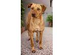 Adopt Hugo a Black Labrador Retriever / Mixed Breed (Medium) / Mixed (short