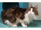 Adopt Baba (In Foster) a White Domestic Mediumhair / Mixed Breed (Medium) /