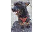 Adopt JJ a Black Schnoodle / Mixed dog in Anderson, SC (40685443)