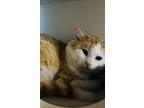 Adopt Atlas a White Domestic Shorthair / Mixed Breed (Medium) / Mixed (short