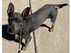 Adopt Frazzle a Gray/Silver/Salt & Pepper - with White Chinese Crested / Mixed