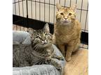 Adopt Stevie & Nick a Gray, Blue or Silver Tabby Domestic Shorthair / Mixed