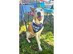 Adopt Blue a Ibizan Hound / Husky / Mixed dog in Fort Myers, FL (41009850)