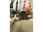 Adopt Q-Tip a Brown Tabby Domestic Shorthair / Mixed Breed (Medium) / Mixed