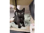 Gatto Domestic Shorthair Kitten Male