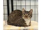 Adopt Spring a Gray, Blue or Silver Tabby Domestic Shorthair / Mixed (short
