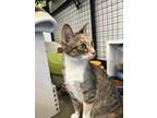 Adopt Gizmo a Brown Tabby Domestic Shorthair / Mixed Breed (Medium) / Mixed