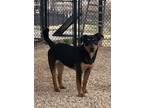 Adopt Howie a Black Labrador Retriever / Mixed Breed (Medium) / Mixed (short