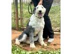 Adopt Jazzi a White - with Gray or Silver Old English Sheepdog / Mixed dog in