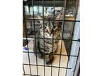 Adopt Angel a Gray, Blue or Silver Tabby Domestic Shorthair / Mixed (short coat)