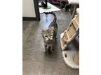 Adopt Faith a Gray, Blue or Silver Tabby American Shorthair cat in Bartlesville