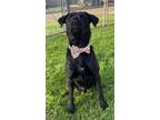 Adopt Smokey a Black Labrador Retriever / Mixed Breed (Medium) / Mixed dog in