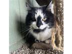 Adopt Moxie a All Black Domestic Mediumhair / Mixed cat in Stagecoach