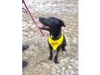 Adopt Buster a Black - with White Labrador Retriever / Weimaraner / Mixed dog in