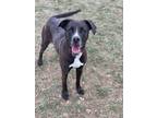 Adopt Pita a Black Mixed Breed (Small) / Mixed Breed (Medium) / Mixed (short