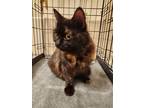 Adopt Pandora Napa Petco a Tortoiseshell Persian / Mixed (long coat) cat in