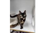Adopt Petal a All Black Domestic Shorthair / Mixed Breed (Medium) / Mixed (short
