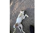 Adopt Cocolo a White - with Brown or Chocolate Mixed Breed (Medium) / Mixed dog