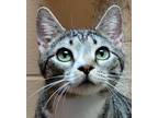Adopt Rhett a Gray, Blue or Silver Tabby Domestic Shorthair (short coat) cat in