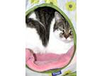 Adopt Flossy a Brown Tabby Domestic Shorthair (short coat) cat in