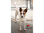 Adopt Kirk a White Australian Cattle Dog / Mixed Breed (Medium) / Mixed (short