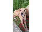 Adopt Kira a Carolina Dog / Terrier (Unknown Type, Medium) / Mixed dog in