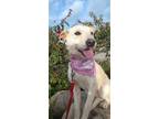 Adopt Frida a Parson Russell Terrier / Standard Schnauzer / Mixed dog in