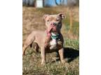 Adopt Miss Piggie a Merle American Pit Bull Terrier / Mixed Breed (Medium) /