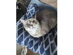 Adopt Sandy a Gray, Blue or Silver Tabby Siamese (short coat) cat in