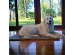 Adopt Montana a White Great Pyrenees / Mixed Breed (Medium) / Mixed (short coat)