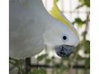 Adopt Kiwi a Cockatoo bird in Elizabeth, CO (40333546)