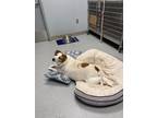 Adopt Max a Australian Cattle Dog / Beagle / Mixed dog in Bloomington