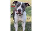 Adopt Jakana a White Mixed Breed (Small) / Mixed Breed (Medium) / Mixed (short