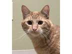 Adopt Blaze a Orange or Red Domestic Shorthair / Mixed Breed (Medium) / Mixed