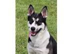 Adopt Hattie a Black Akita / Mixed Breed (Medium) / Mixed (short coat) dog in